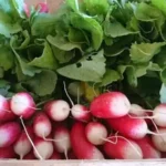 вирощування редиски