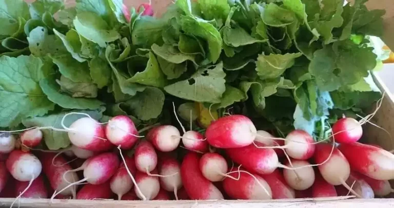 вирощування редиски