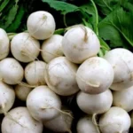 вирощування ріпи