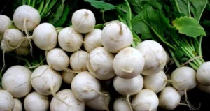 вирощування зеленої цибулі,різновиди зеленої цибулі,цибуля-батун