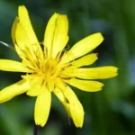 вирощування скорцонери