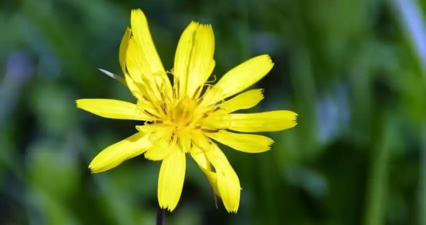 вирощування скорцонери