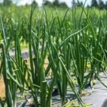 вирощування зеленої цибулі,різновиди зеленої цибулі,цибуля-батун
