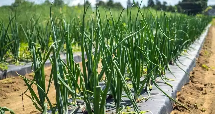 вирощування зеленої цибулі,різновиди зеленої цибулі,цибуля-батун