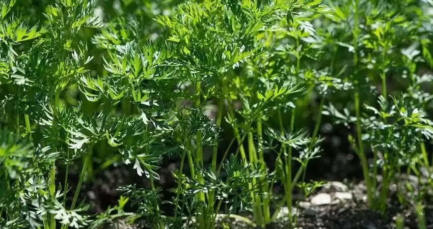 вирощування моркви