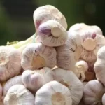 вирощування часнику,розмноження часнику