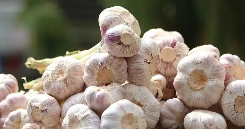 вирощування часнику,розмноження часнику