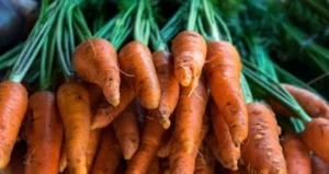 вирощування кукурудзи