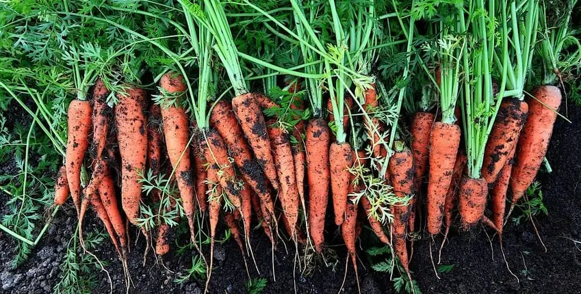 вирощування моркви