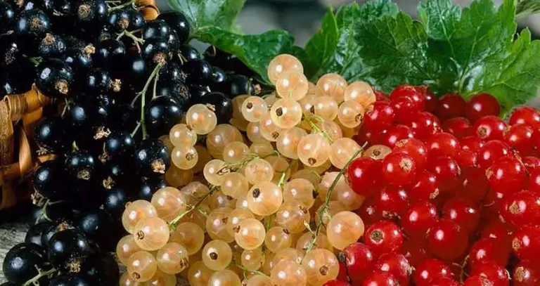 вирощування порічки