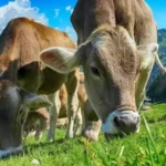 Якою має бути молочна корова