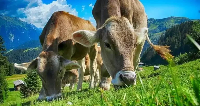 Якою має бути молочна корова