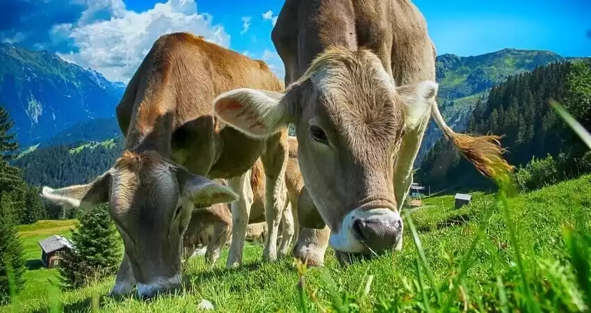 Якою має бути молочна корова