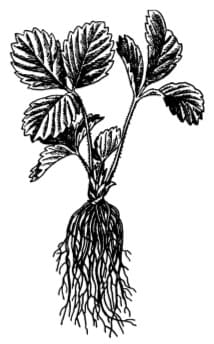 Розсада суниць, придатна для садіння