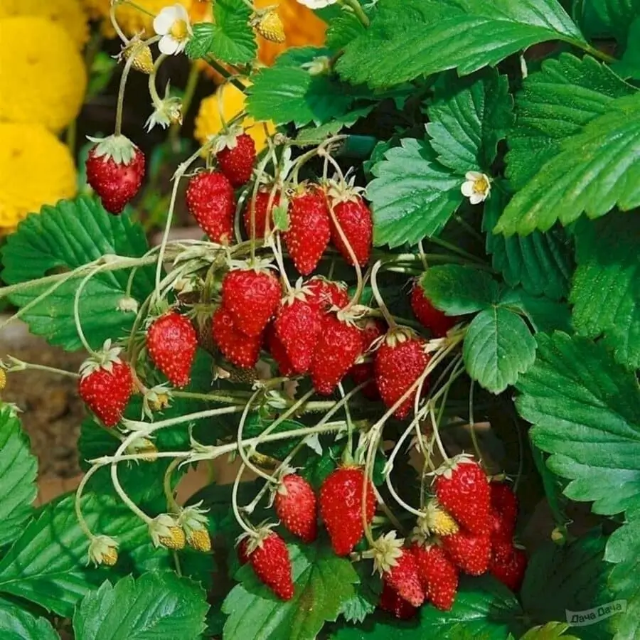 вирощування суниці,догляд за суницями