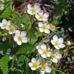 вирощування суниці,догляд за суницями