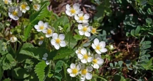 догляд за грунтом