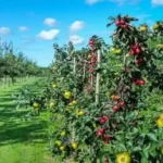 догляд за грунтом