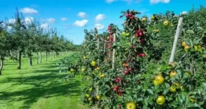 зрошення ягідників,зрошення суниці