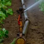 зрошення ягідників,зрошення суниці