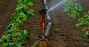 догляд за грунтом