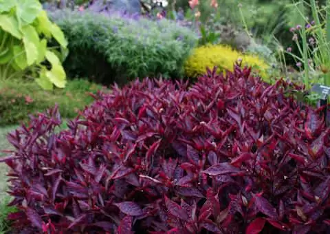 листяні килимові