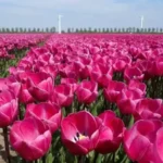 цибулинні багаторічники