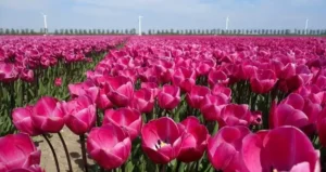 листяні килимові