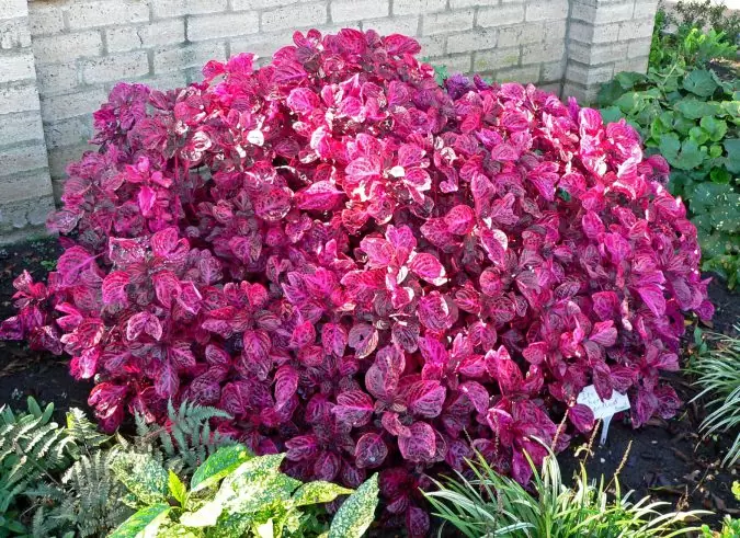 листяні килимові