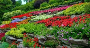 цибулинні багаторічники