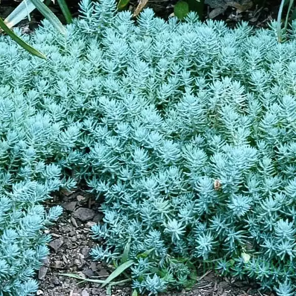 листяні килимові