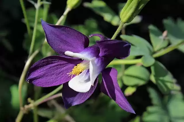 грунтові багаторічники