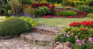 кімнатні рослини