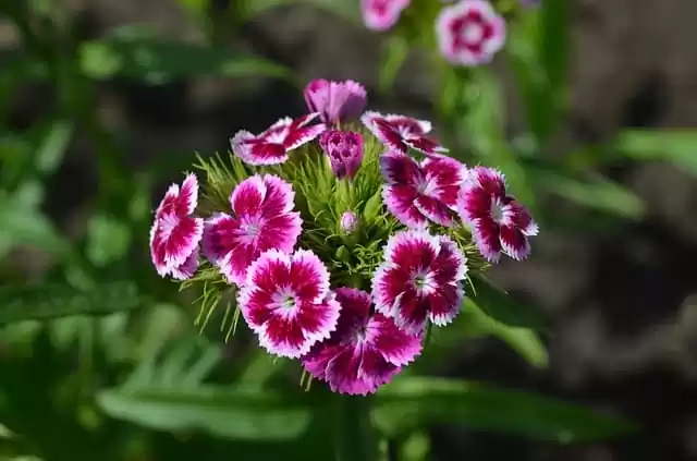 грунтові багаторічники