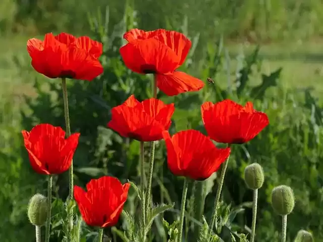 грунтові багаторічники