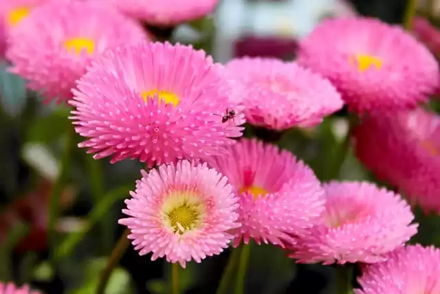 грунтові багаторічники