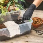 земля для кімнатних рослин