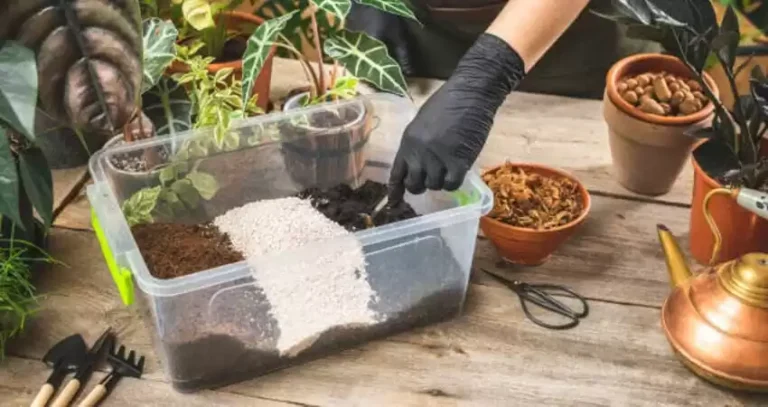 земля для кімнатних рослин