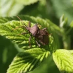 хвороби малини,шкідники малини