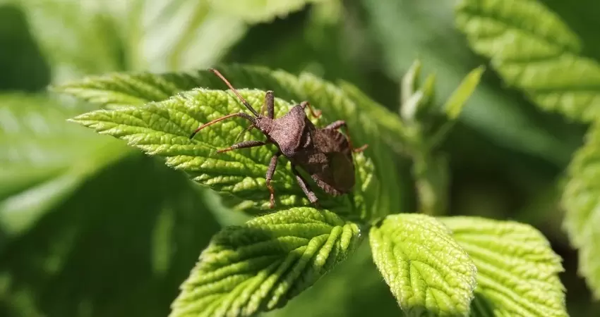 хвороби малини,шкідники малини