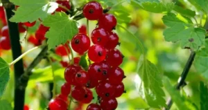 Вирощування ягідних культур