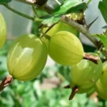 удобрення агрусу