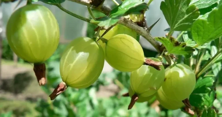 удобрення агрусу