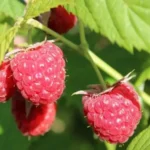 вирощування малини