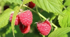 удобрення агрусу