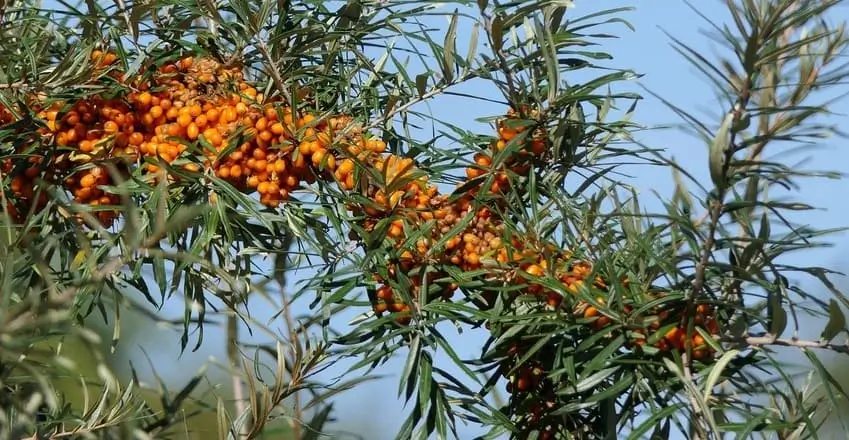 вирощування обліпихи