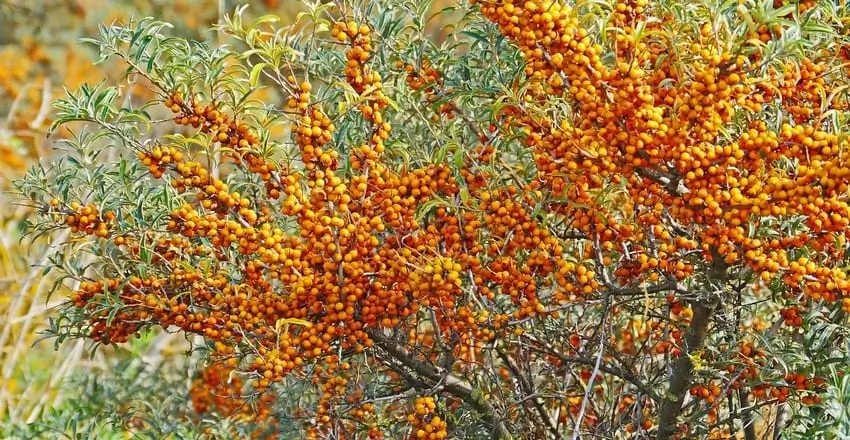 вирощування обліпихи