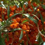 вирощування обліпихи