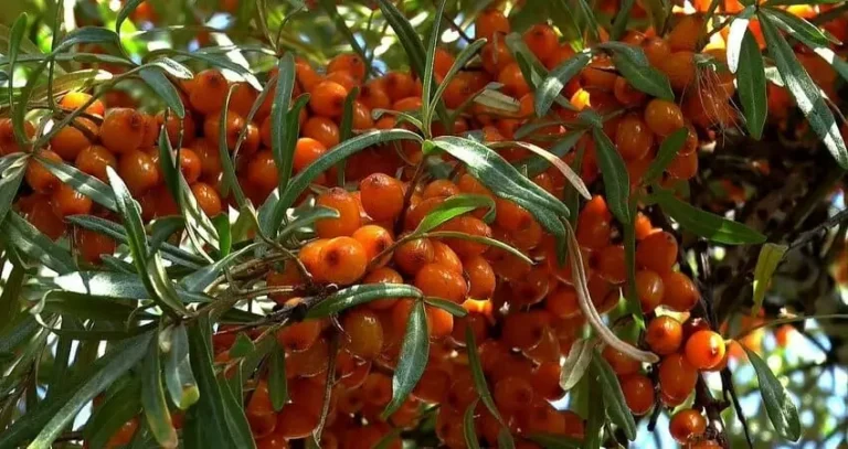 вирощування обліпихи