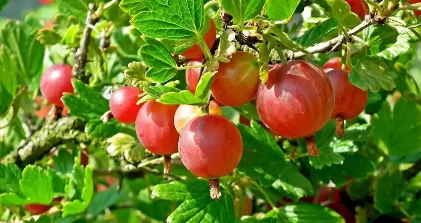 Заходи боротьби зі шкідниками та хворобами ягідних культур